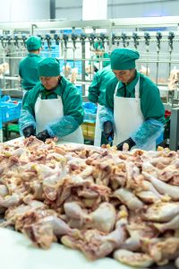 Workers processing poultry in a meat production facility. Workvantage offers skilled labor solutions to ensure productivity and quality in meat processing operations.