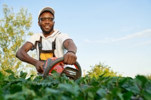 Agricultural worker using pruning equipment in a crop field, highlighting the specialized agricultural staffing solutions for greenhouses and outdoor fields provided by Workvantage.
