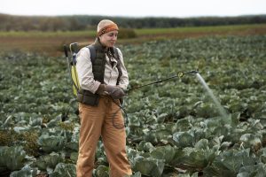 Agricultural worker spraying a cabbage field, representing Workvantage's recruitment services for the agriculture sector and pest control in crops.