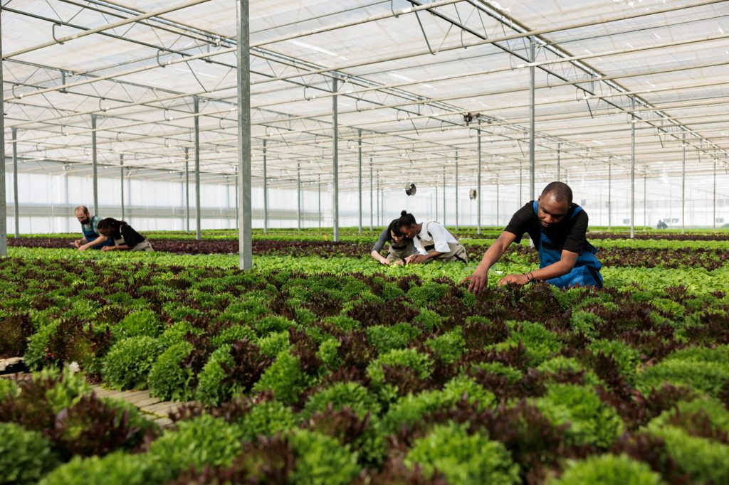 diverse-group-greenhouse-workers-working-hard-doing-quality-inspection-green-vegetables-crop-organic-farm-professional-farmers-checking-plants-development-hydroponic-enviroment-2 Greenhouse workers tending to lettuce crops, highlighting the specialized agricultural staffing solutions provided by Workvantage for the greenhouse sector in Canada.