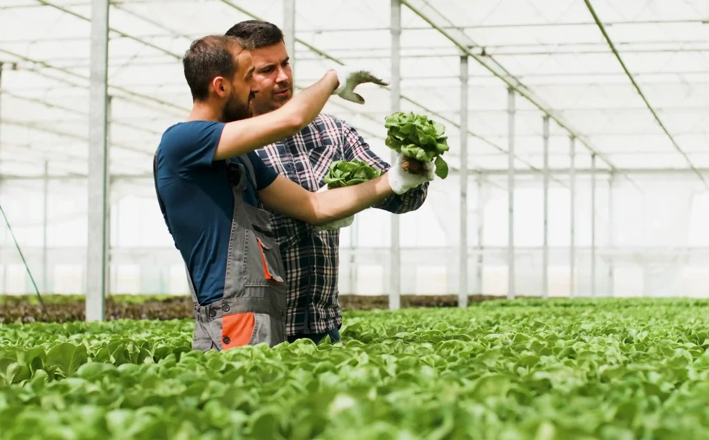 Agricultural workers inspecting lettuce in a greenhouse, highlighting the specialized greenhouse staffing solutions provided by Workvantage.