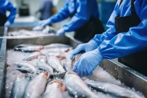 Workvantage staff sorting freshly caught fish, highlighting their commitment to providing skilled labor for efficient seafood processing.