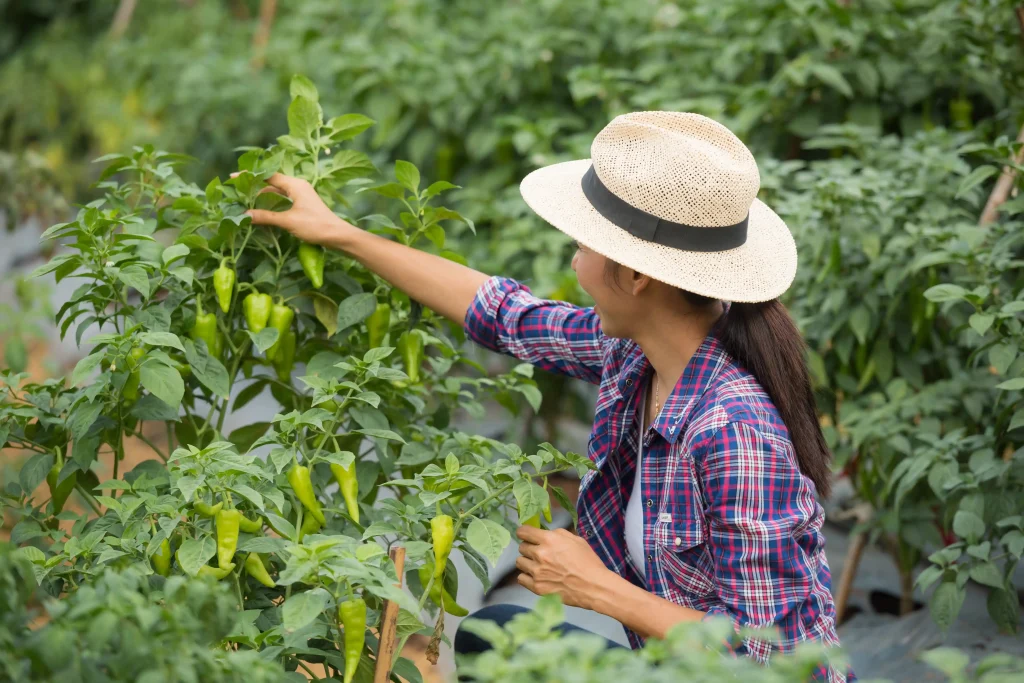 middle-aged-woman-farmer-with-organic-chili-hand Woman harvesting peppers in an agricultural field, representing Workvantage's recruitment services for the agriculture sector and crop harvesting.