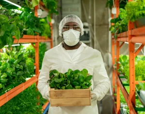Agricultural worker wearing protective gear holding a box of fresh produce in an indoor farming facility, representing Workvantage's recruitment services for agriculture and horticulture.