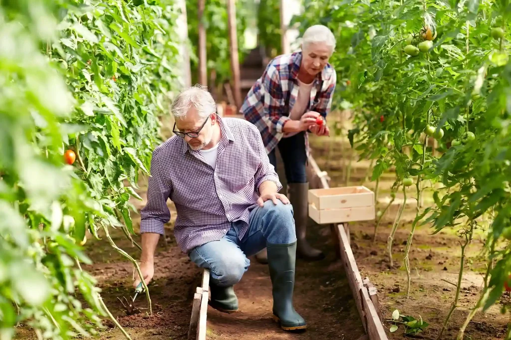 Couple de travailleurs âgés prenant soin de plants de tomates dans une serre, illustrant les pratiques agricoles durables et le soutien aux travailleurs de tous âges, promus par Workvantage.