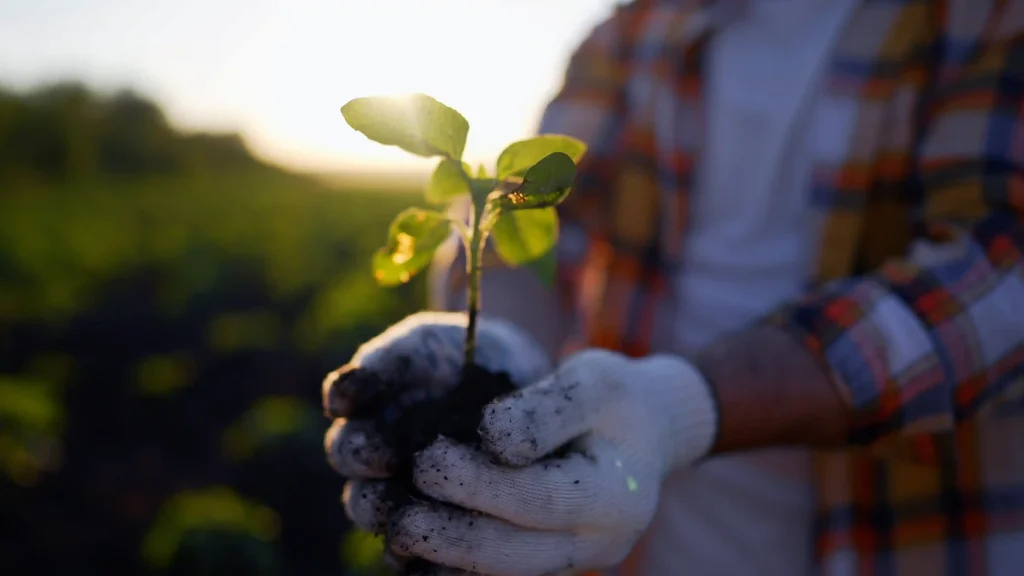 Mains tenant une jeune plante dans un champ, symbolisant la durabilité et les pratiques agricoles responsables promues par Workvantage.